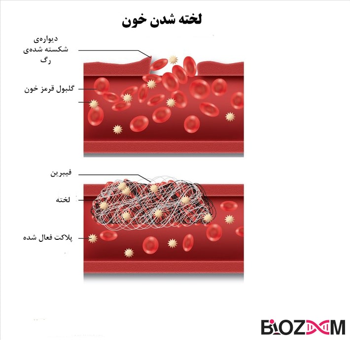 Clot فرایند لخته شدن خون
