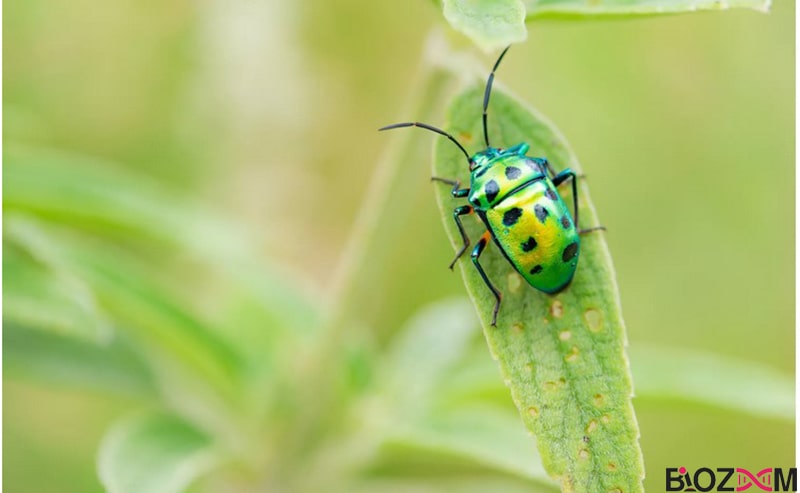 Description of biology زیست شناسی مطالعه همه موجودات زنده است