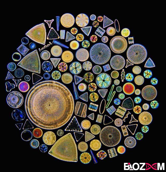 Diatom دیاتومها