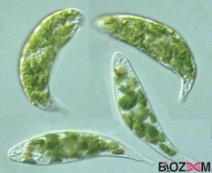 Euglena نوعی از تک سلولی ها - اوگلنا