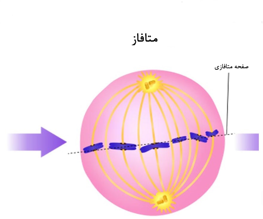 Metaphase تصویر مرحله 2 تقسیم سلولی میتوز: متافاز