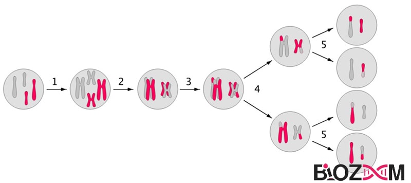 Miosis step by step مراحل تقسیم میوز
