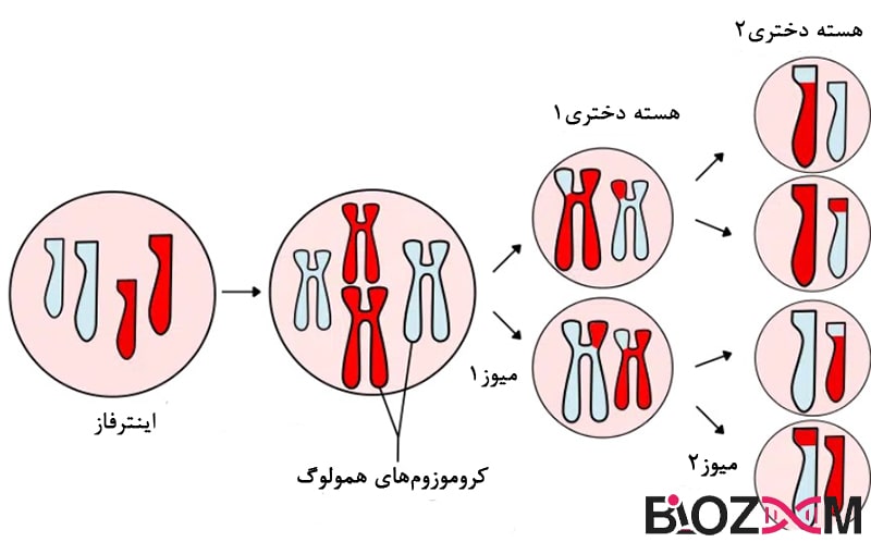 Miosis تقسیم سلولی میوز