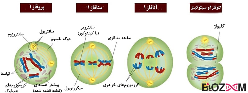 Miosis1 میوز1