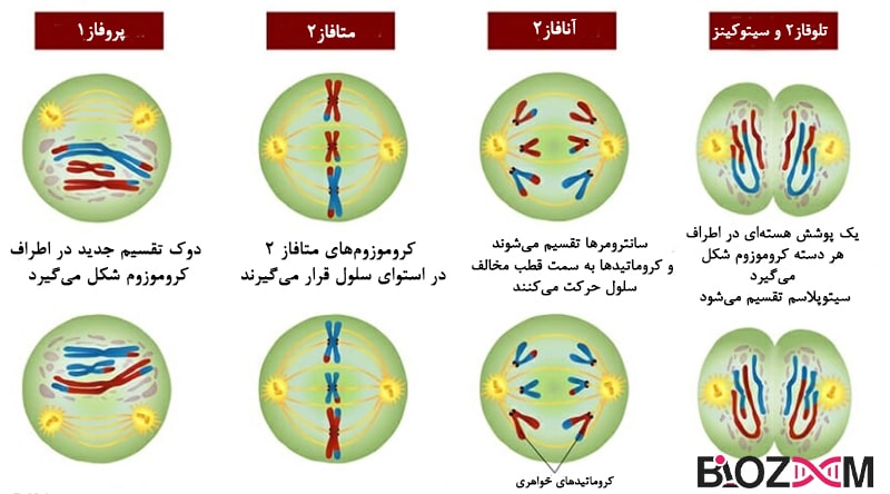 Miosis2 میوز 2