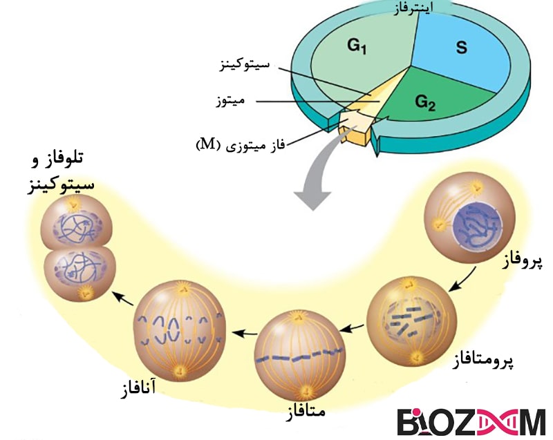 Mitosis تقسیم سلولی میتوز