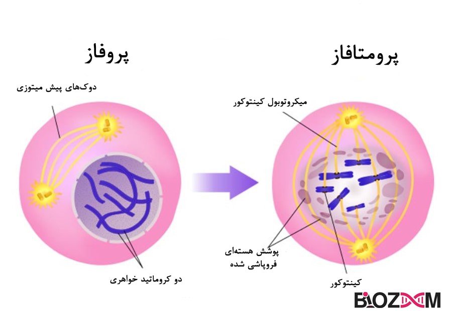 Prophase تصویر مرحله مرحله 1 تقسیم سلولی میتوز: پروفاز
