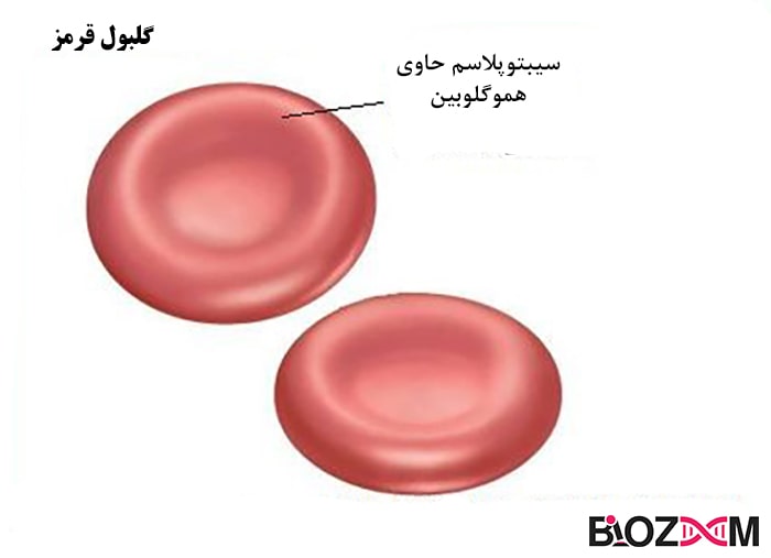 Red blood cell گلبول قرمز با دو سمت مقعر