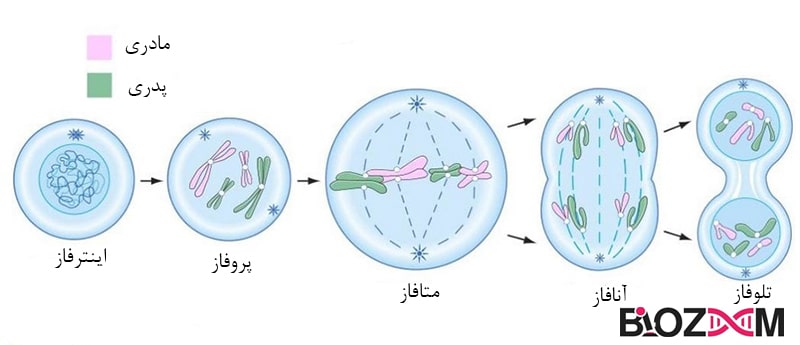 Review of mitosis میتوز و مراحل آن