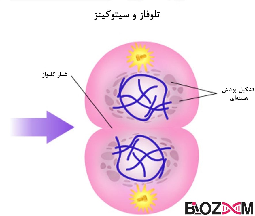 Telophase and cytokines تصویر مرحله 4 تقسیم سلولی میتوز: تلوفاز