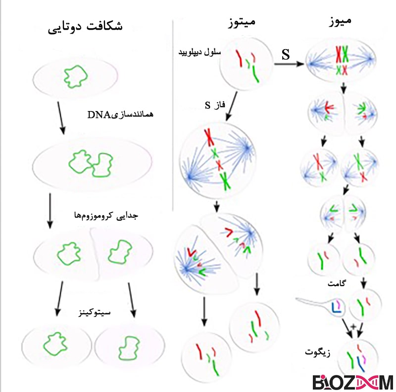 Types of cell division انواع تقسیم سلولی