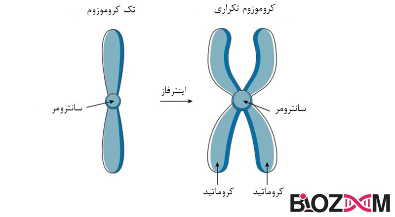 chromosome duplication دوبرابر شدن کروموزوم در فاز S اینترفاز