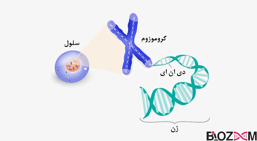 تصویر موقعیت ژن در یک سلول