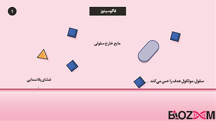 phagocytosis step1