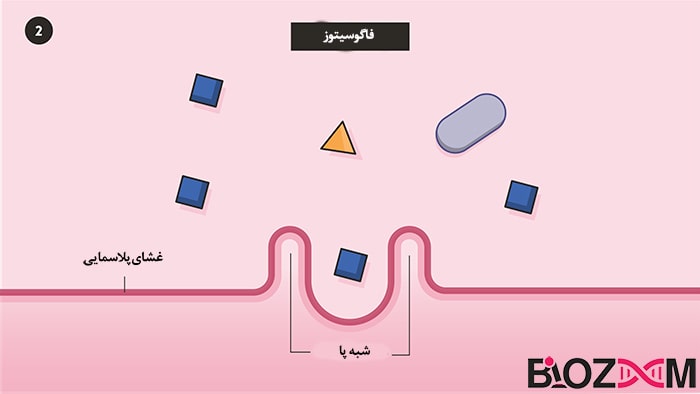 phagocytosis step2