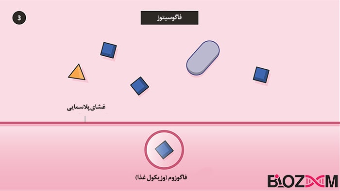 phagocytosis step3