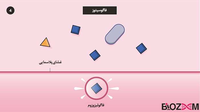 phagocytosis step4