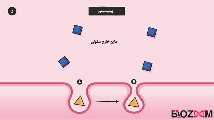 pinocytosis step2