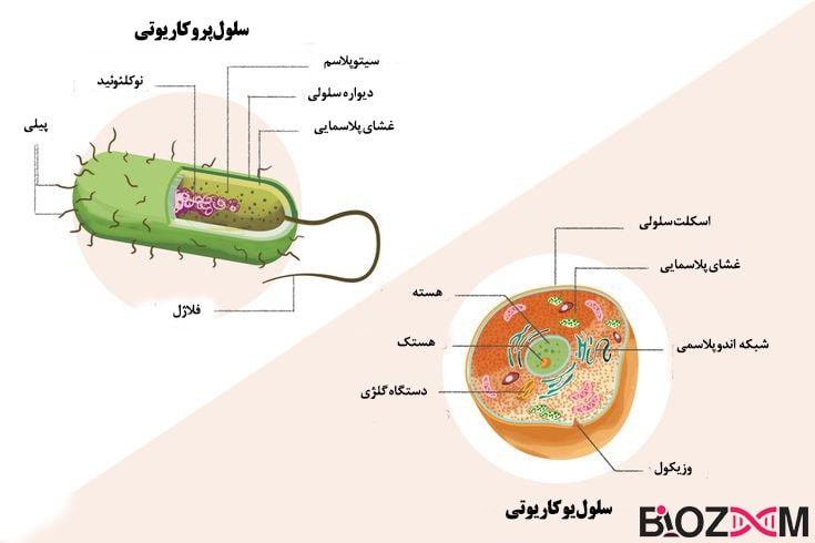 prokaryotic and eukaryotic cells مقایسه سلول یوکاریوتی و پروکاریوتی