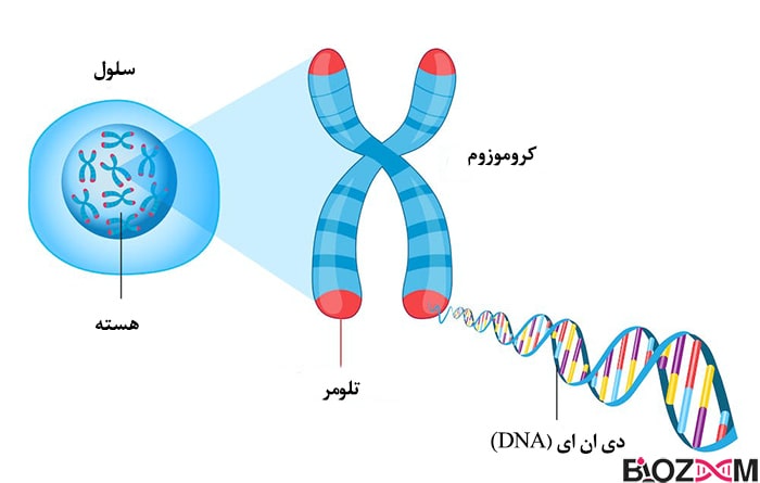 ساختار کروموزوم همراه با تلومر