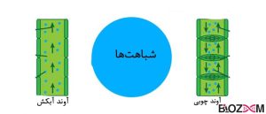 تصویر آوند چوبی و آبکش