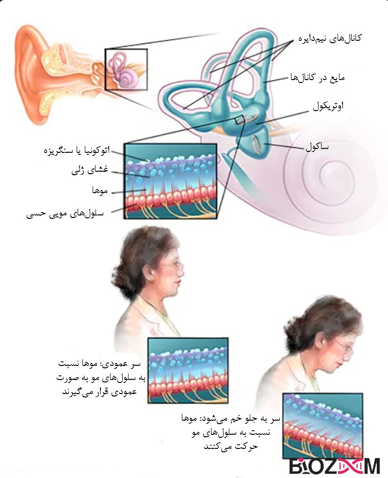 ساختارهای گوش داخلی انسان وضعیت تعادل و عدم تعادل