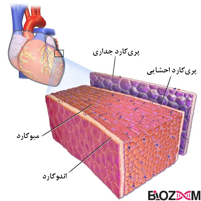 قلب اصلی ترین بخش سیستم گردش خون انسان