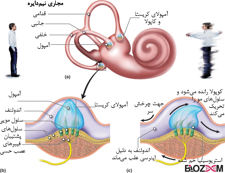 تصویر مجاری نیم‌دایره گوش انسان و حرکت سلول مویی در چرخش سر