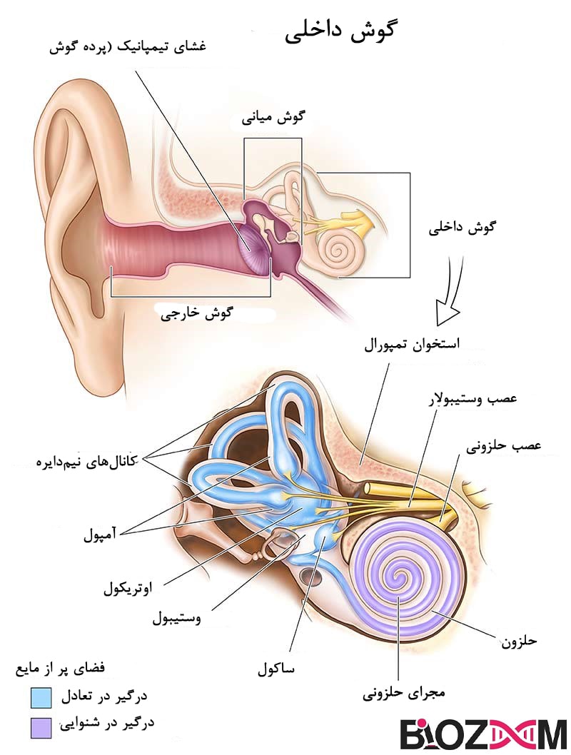 توصیر ساختار گوش داخلی انسان
