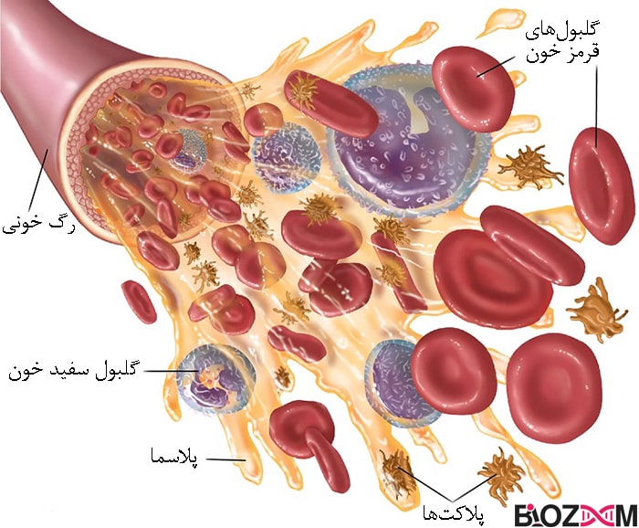 blood cells تصویر موقعیت گلبول سفید درون عروق خونی