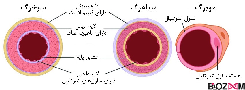 تصویر انواع رگ‌های خونی