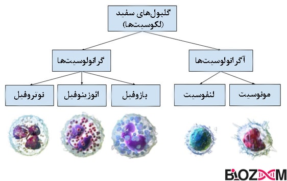 types of WBC تصویر دستهبندی کلی گلبولهای سفید