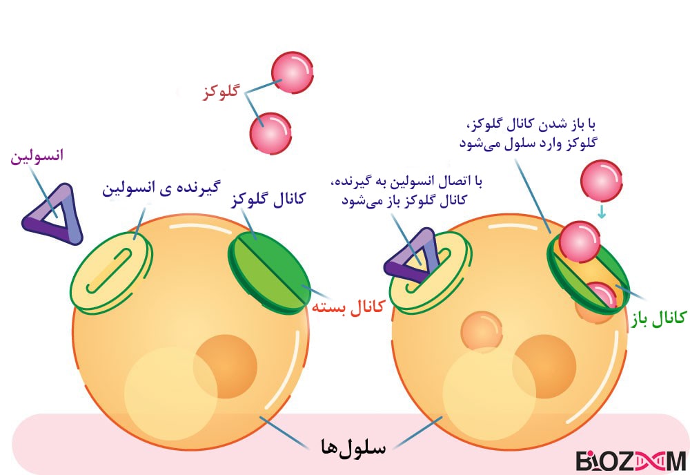 دیابت | چیستی، انواع، علل و تشخیص | مجله بیوزوم