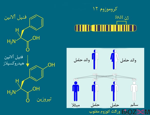 تصویر جایگاه ژن PAH و چگونگی به ارث رسیدن فنیل کتونوریا