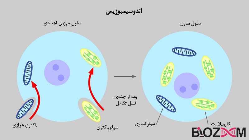 The origin of cyanobacteria