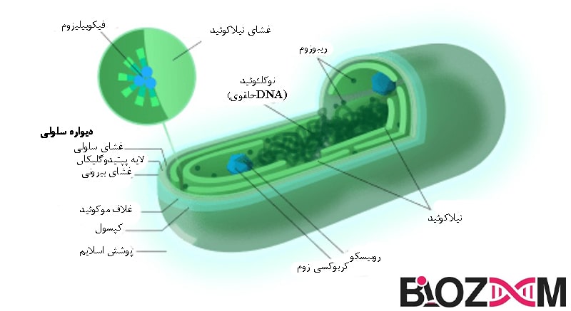 The structure of cyanobacteria تصویر بخش هایی از یک سیانوباکتر
