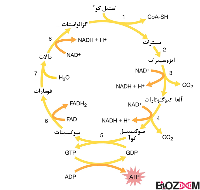 چرخه کربس مرحله‌ای در تنفس سلولی است که علاوه‌یر ATP مولکول‌های پر انرژی نیز در آن شارژ می‌شوند