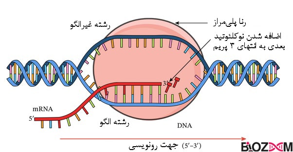 نحوه سنتز mRNA از رشته DNA