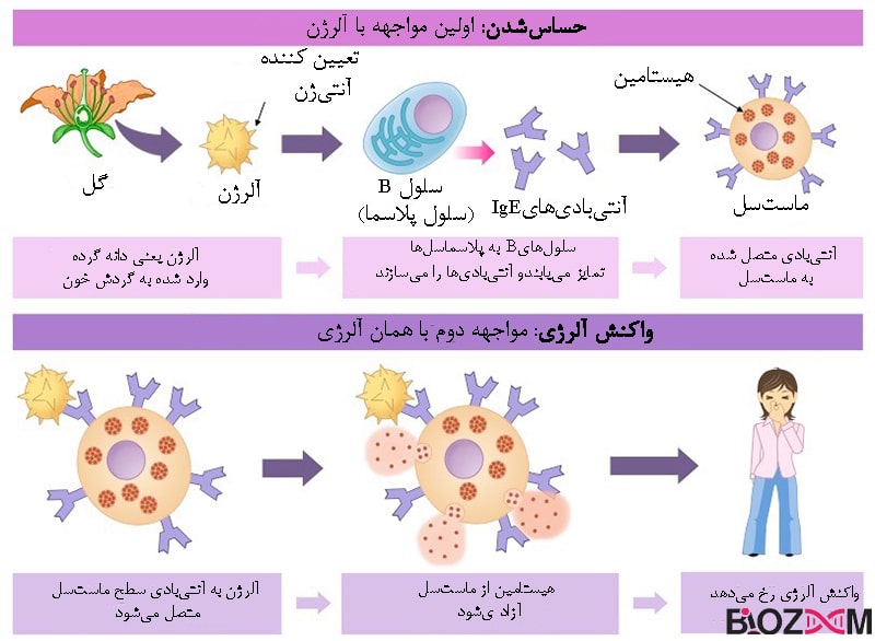 مراحل واکنش آلرژی در بدن
