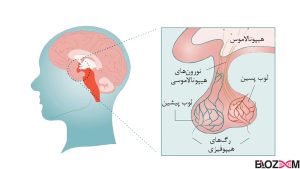 آناتومی غده هیپوفیز