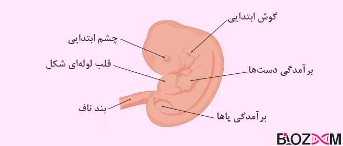 تصویر شکل‌گیری اندام‌ها در 6 هفتگی جنین