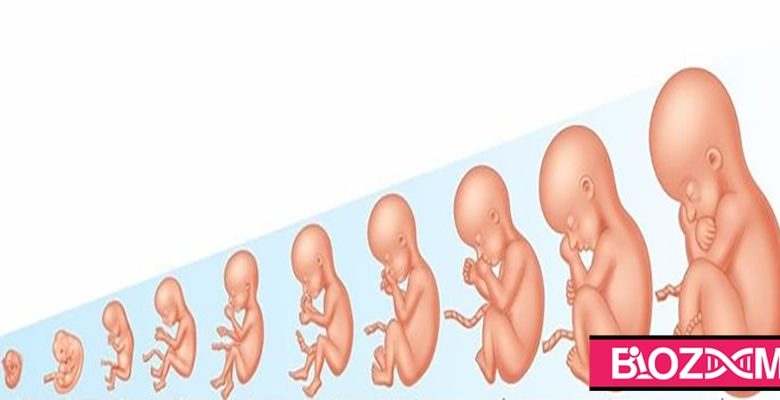 مراحل رشد جنین انسان