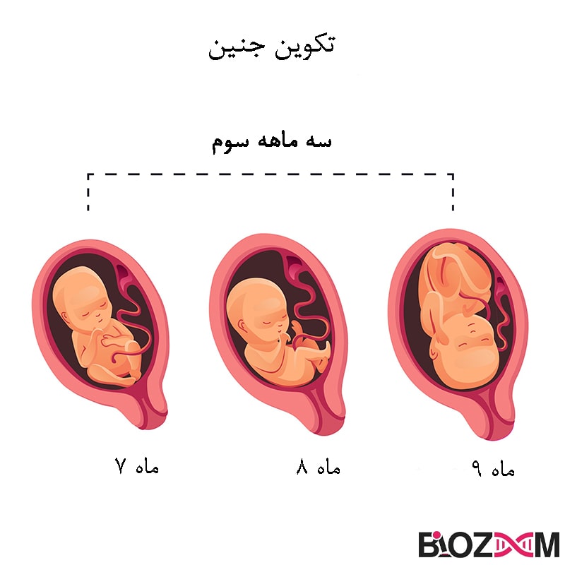 سه ماهه سوم رشد جنین