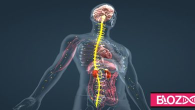 آدرنالین هورمونی است که هنگام ستیز و گریز از غدد فوق کلیوی ترشح می شود