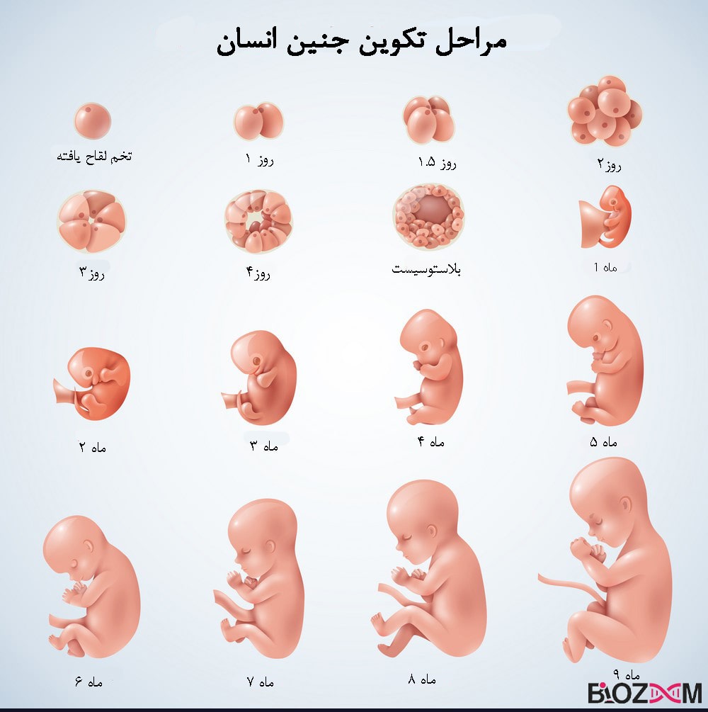 تصویری از مراحل رشد جنین انسان