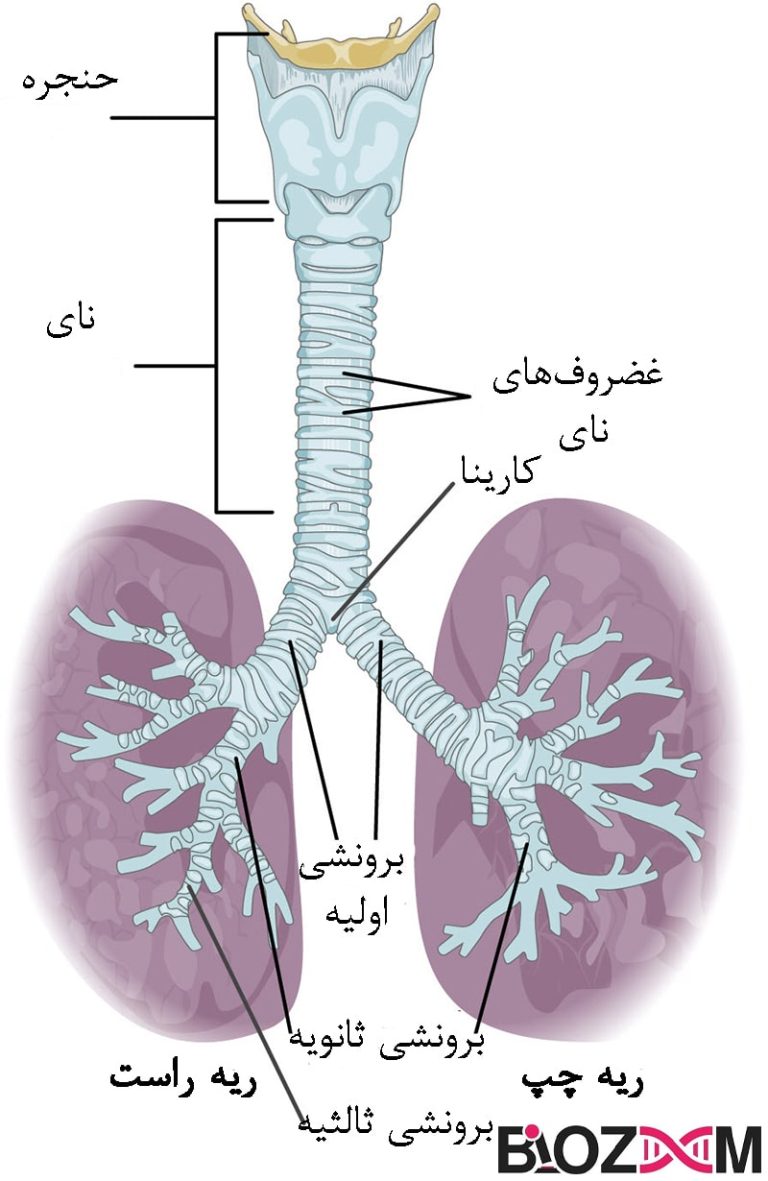 دستگاه تنفس انسان | چیستی، آناتومی، فیزیولوژی و ناهنجاریها | مجله بیوزوم