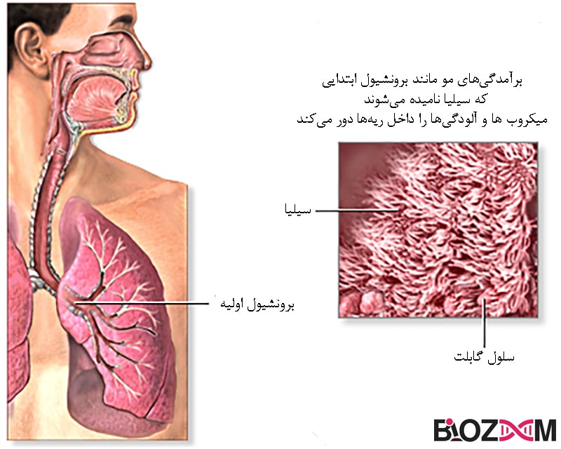 ساختار مژک در دستگاه تنفس انسان
