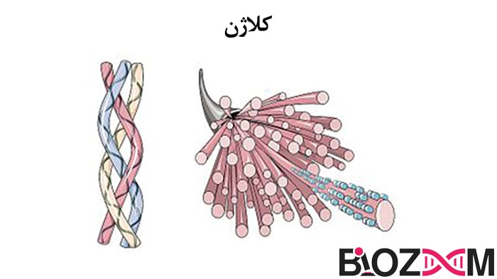 تصویر ساختار کلاژن که از اجزای بافت پیوندی محسوب می‌شود
