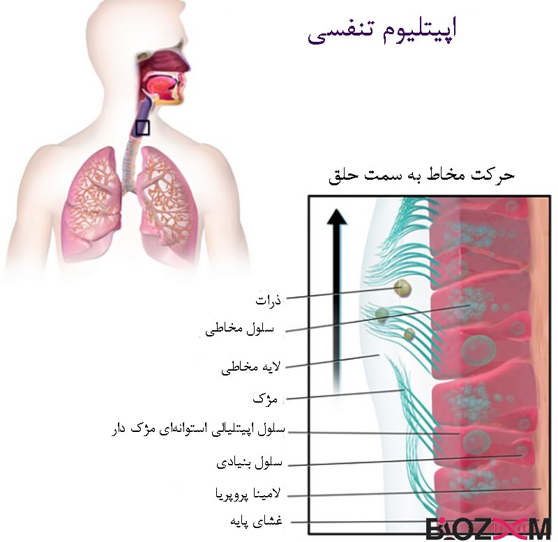 مژک‌های اپیتلیوم دستگاه تنفس انسان