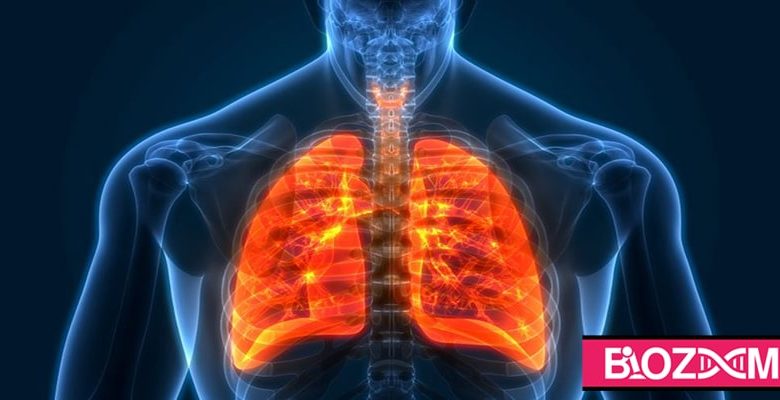 دستگاه تنفس انسان باعث می‌شود تا اکسیژن در دسترس سلول‌ها قرار گرفته و گازها مضر مانند کربن دی اکسید از آن دور شود